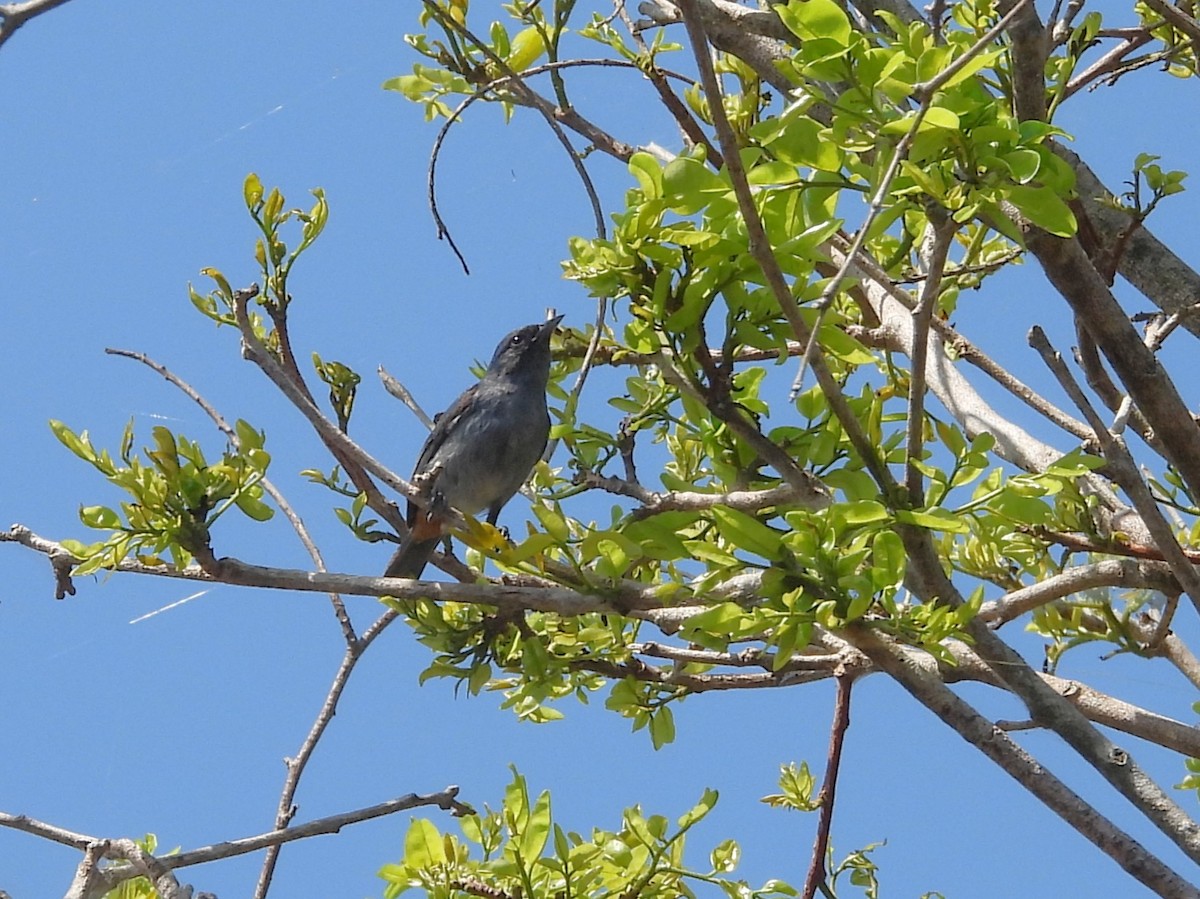 Chestnut-vented Conebill - ML642529054