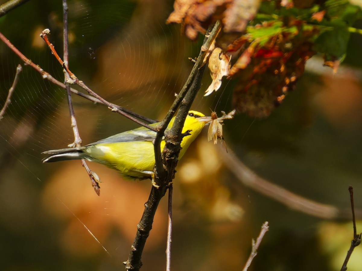 blåvingeparula - ML642529055