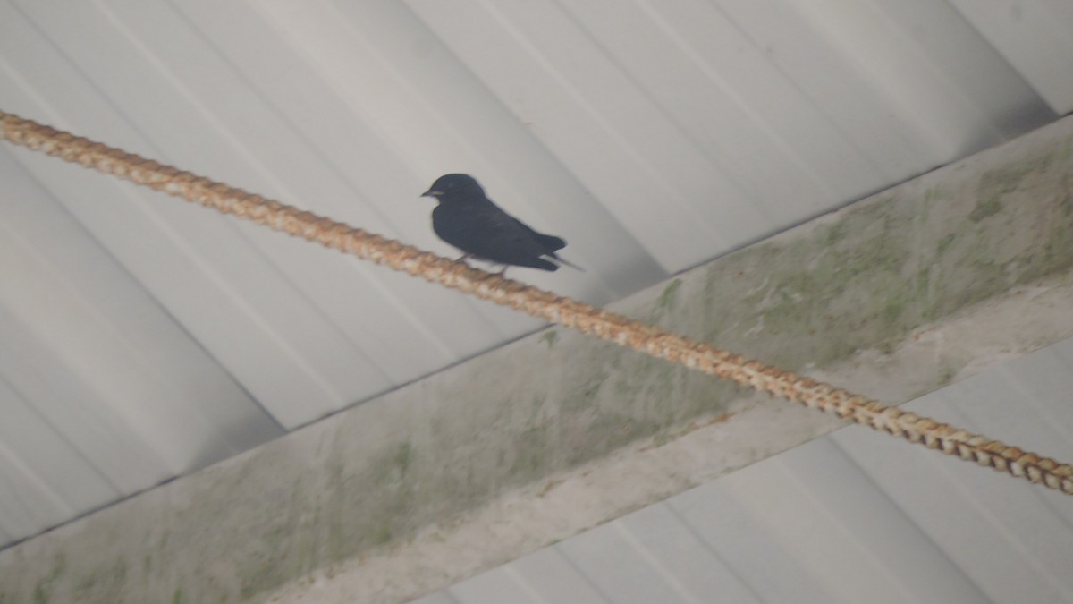 White-banded Swallow - ML642529058