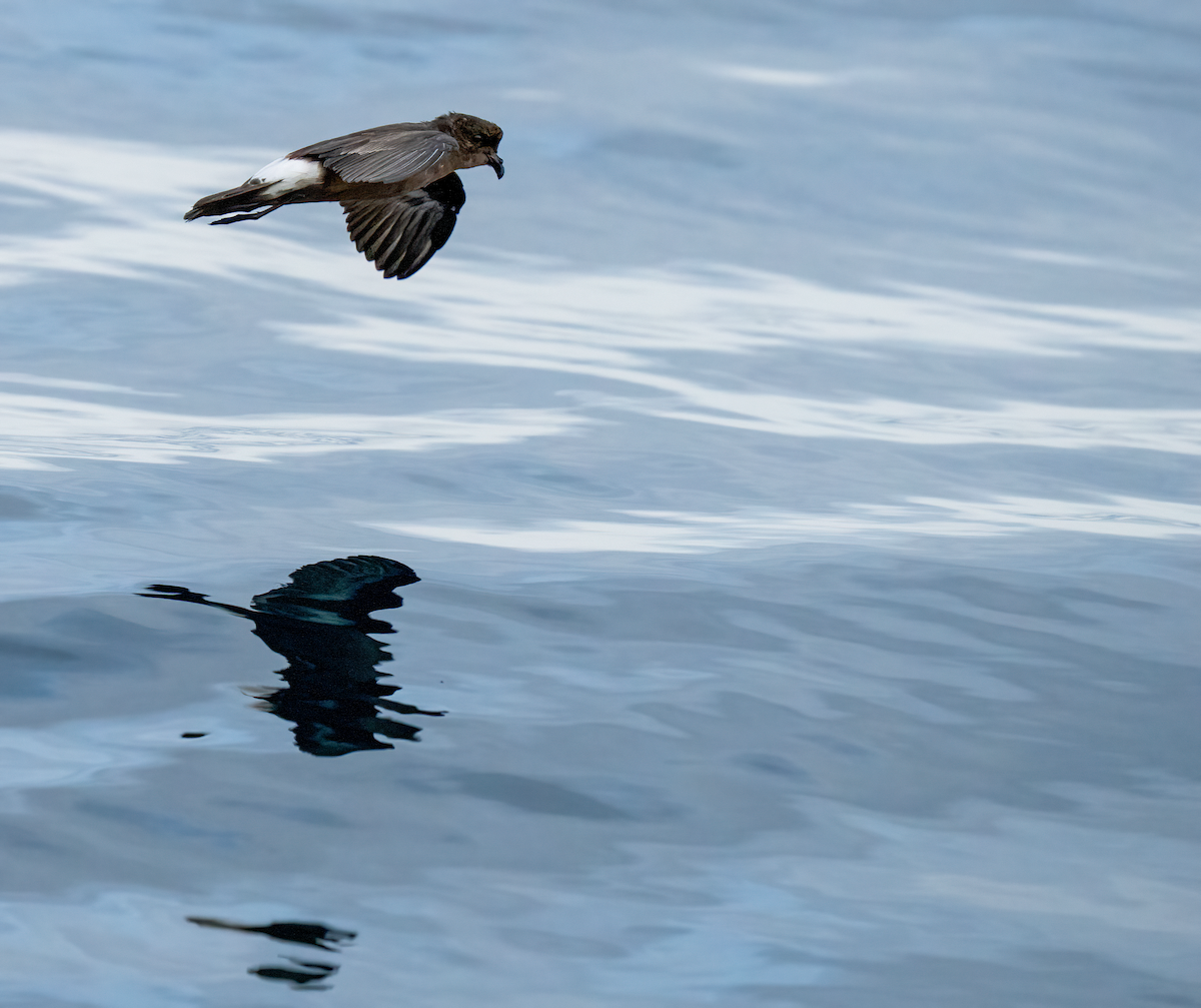 European Storm-Petrel (Mediterranean) - ML642529078