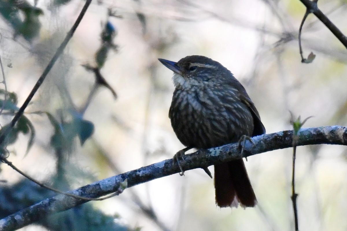 Buff-browed Foliage-gleaner - ML642529117