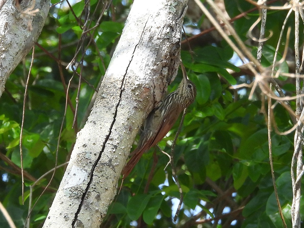 Streak-headed Woodcreeper - ML642529147