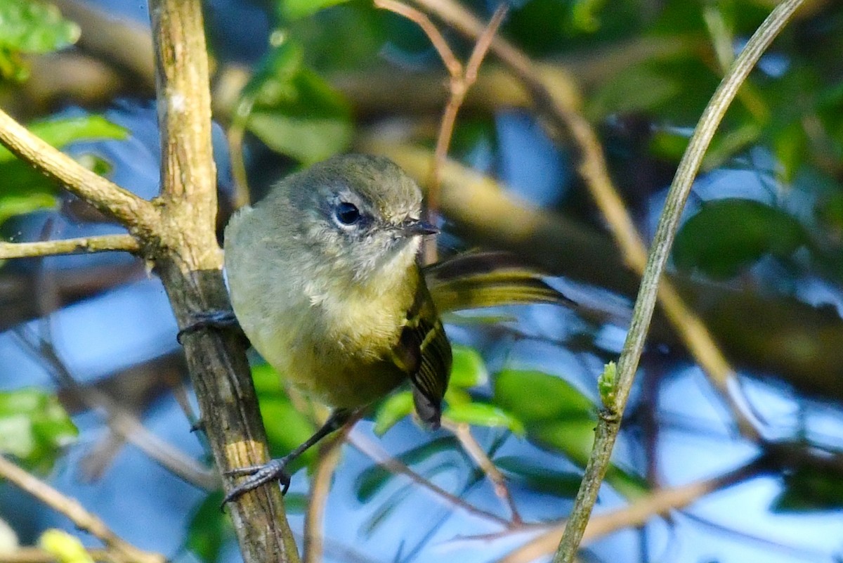 Mottle-cheeked Tyrannulet - ML642529148