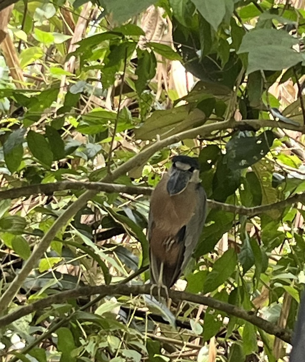 volavčík člunozobý - ML642529149