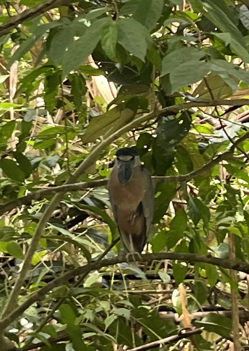 volavčík člunozobý - ML642529150