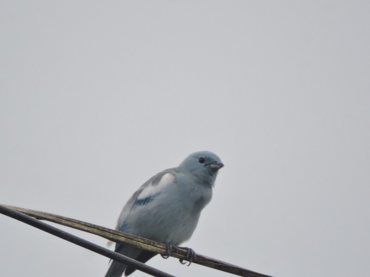 Blue-gray Tanager - ML642529152