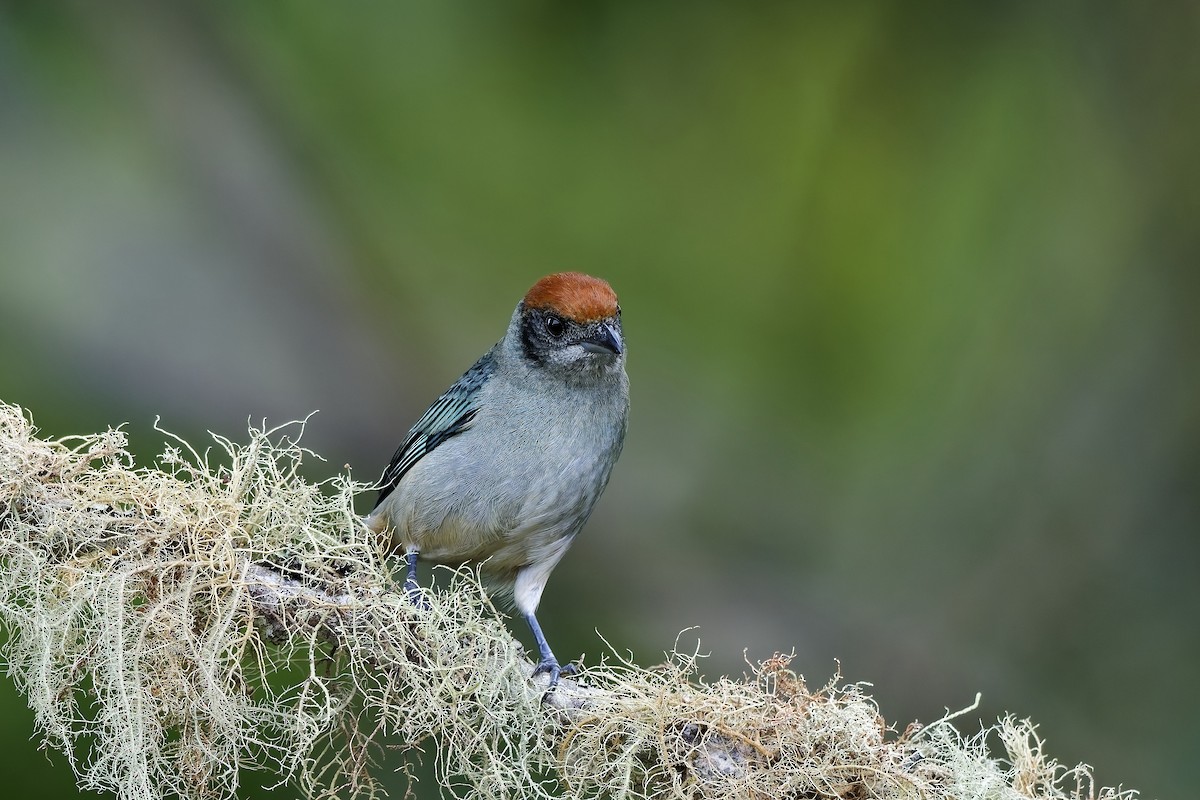 Scrub Tanager - ML642529159