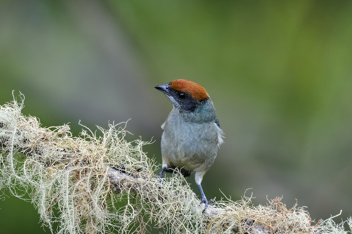 Scrub Tanager - ML642529160