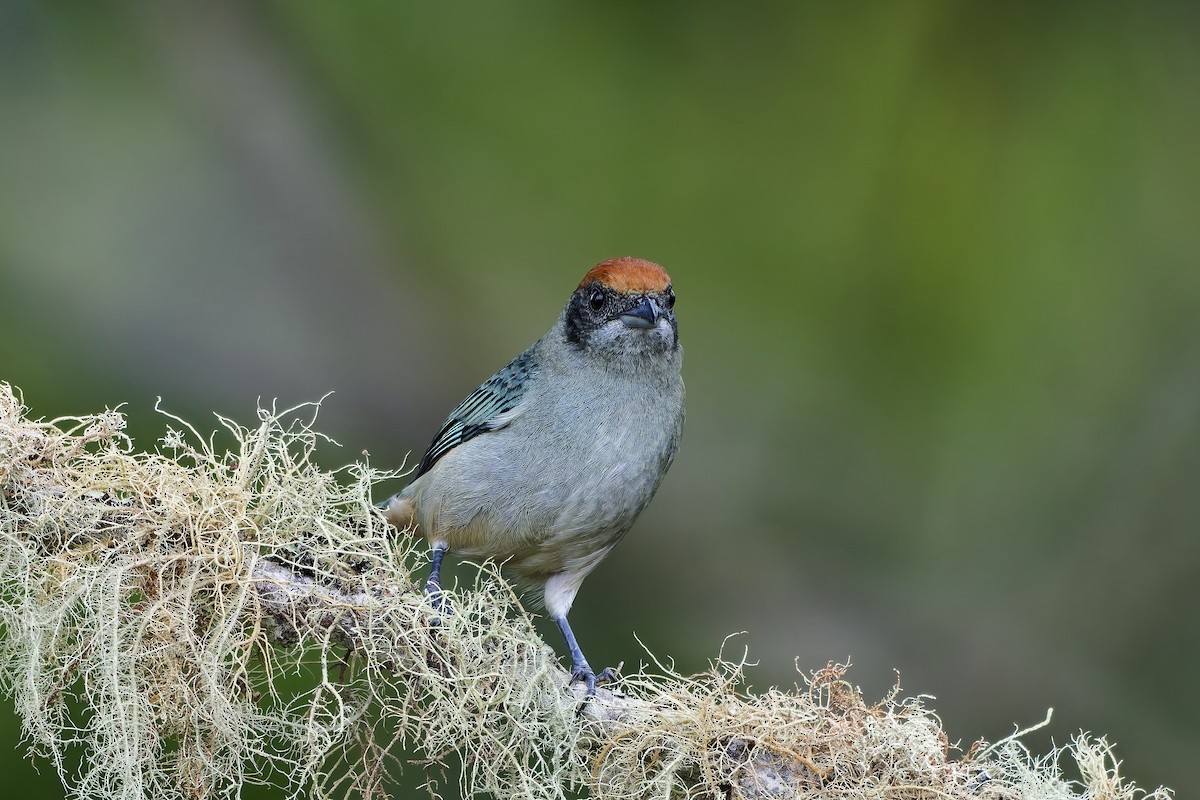 Scrub Tanager - ML642529161