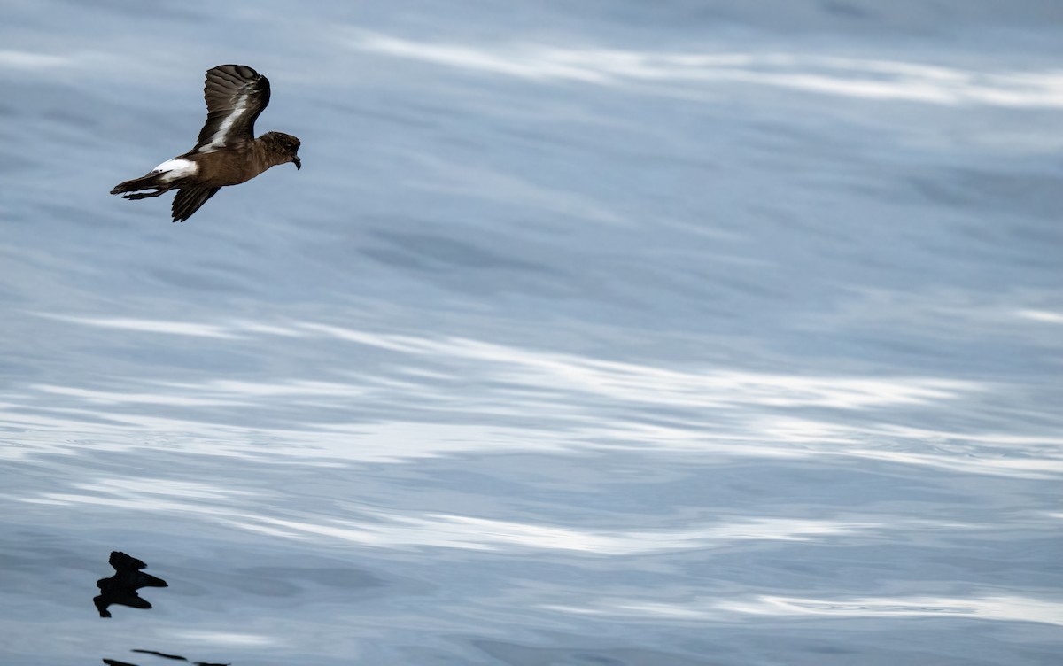 European Storm-Petrel (Mediterranean) - ML642529162