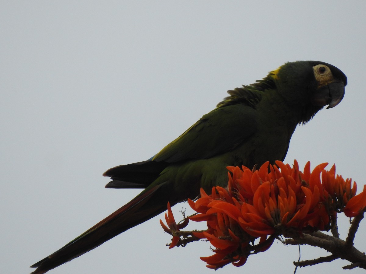 Yellow-collared Macaw - ML642529167