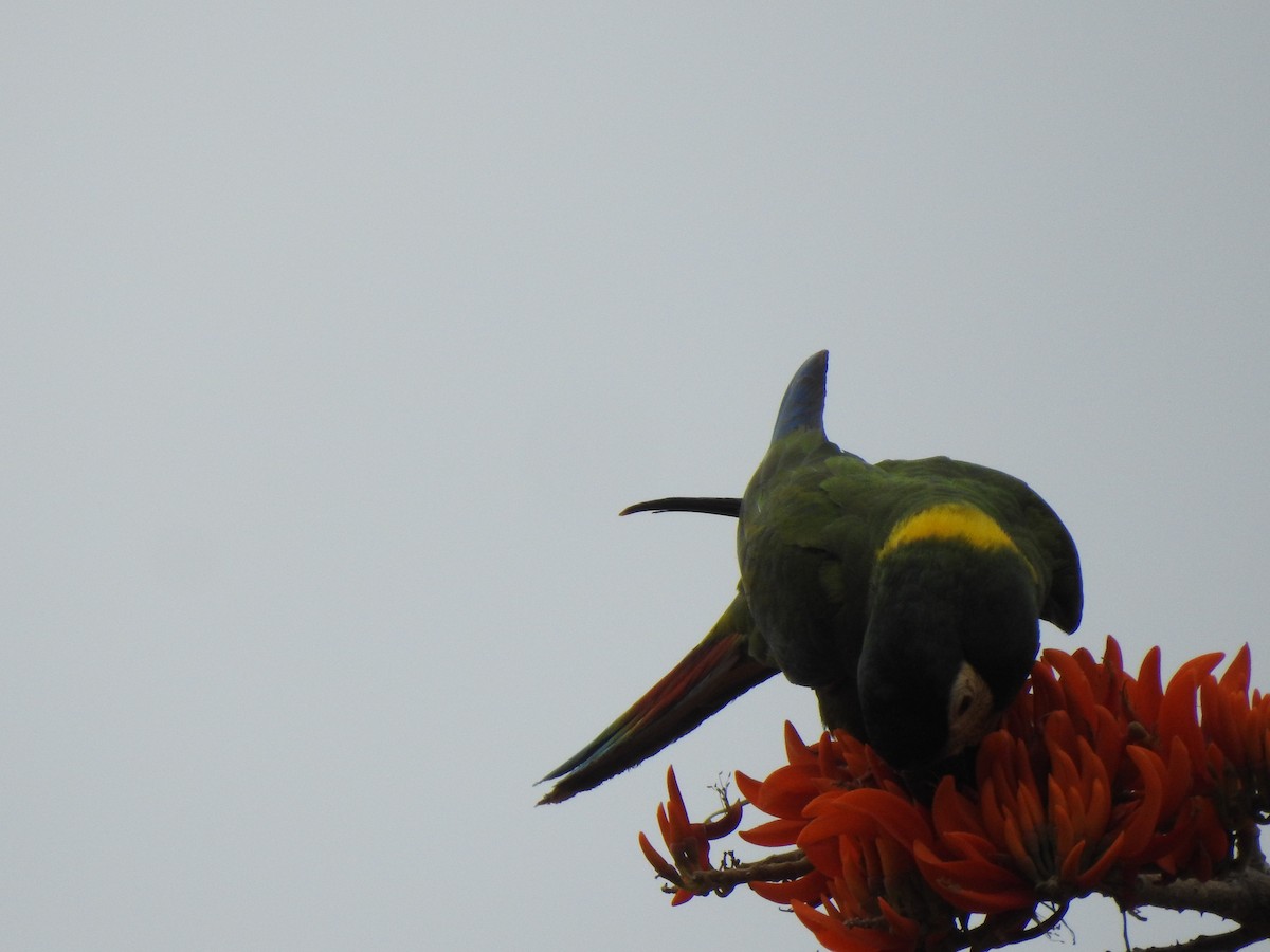 Yellow-collared Macaw - ML642529168