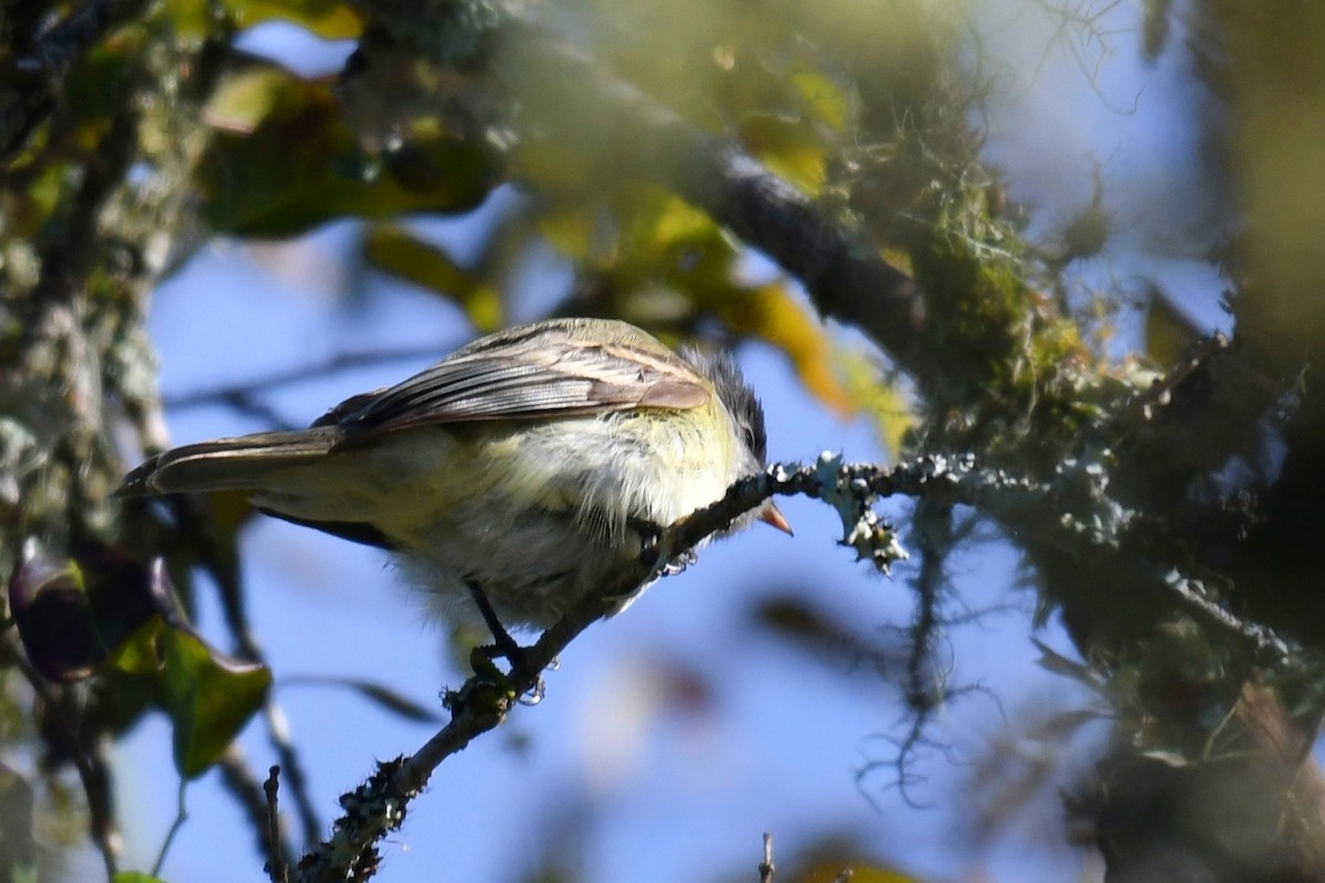 Southern Beardless-Tyrannulet - ML642529169