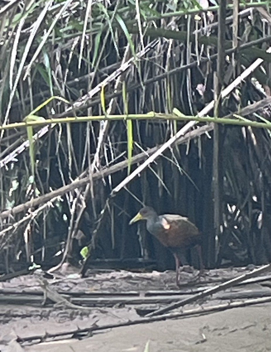 chřástal šedokrký - ML642529183