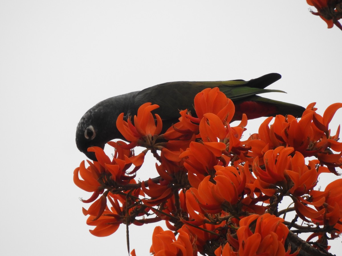 Scaly-headed Parrot - ML642529188