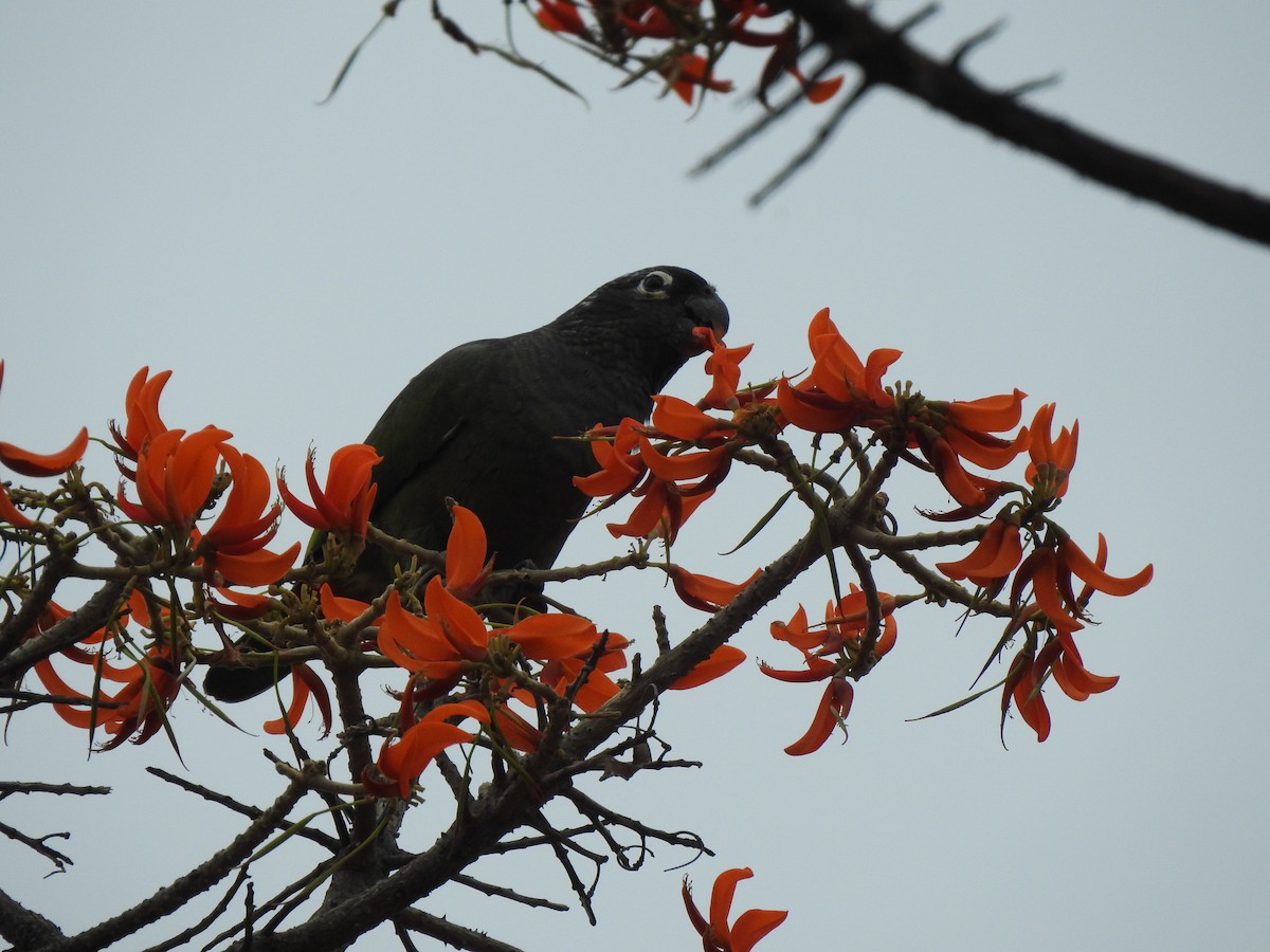 Scaly-headed Parrot - ML642529189