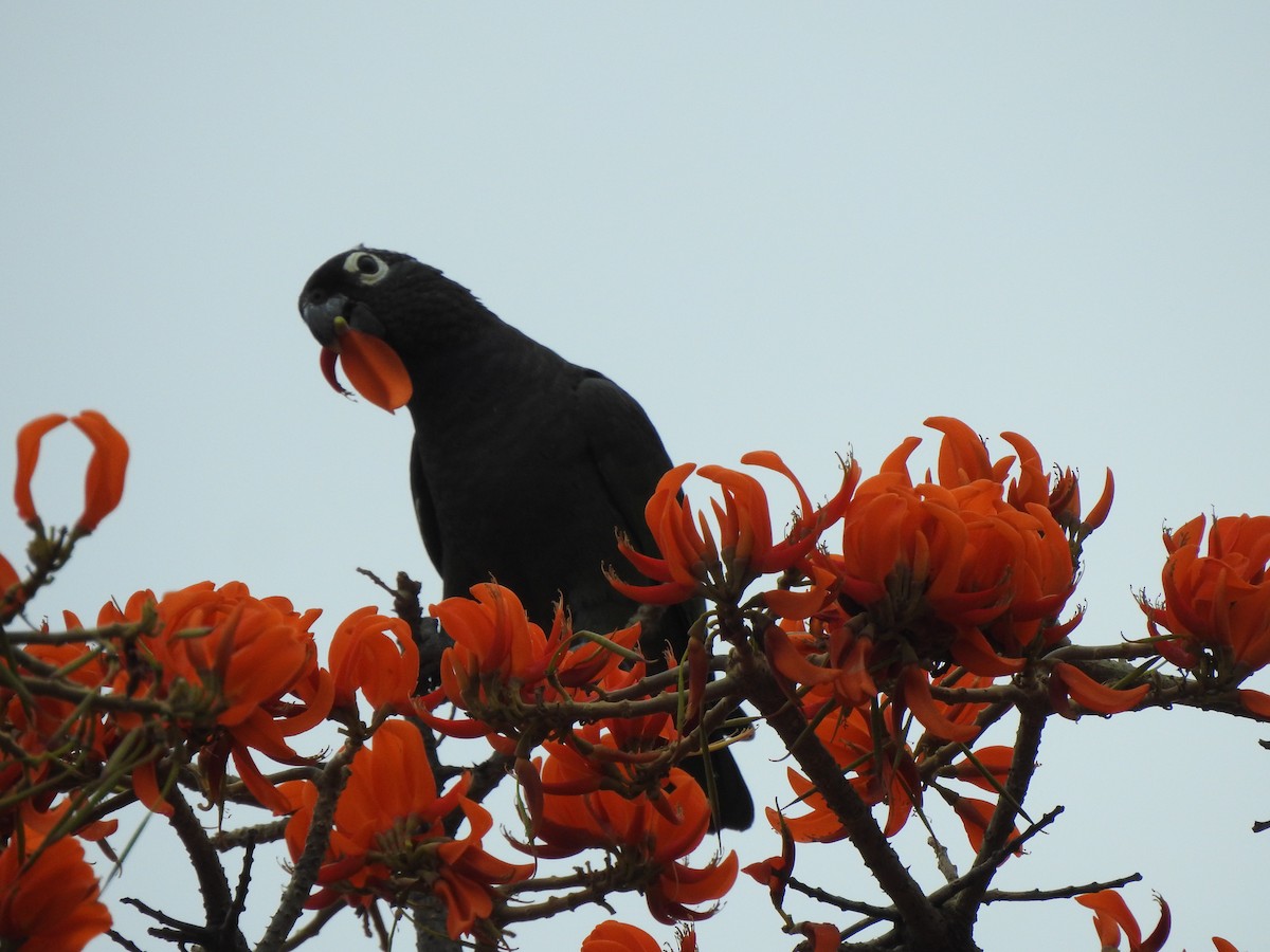 Scaly-headed Parrot - ML642529190