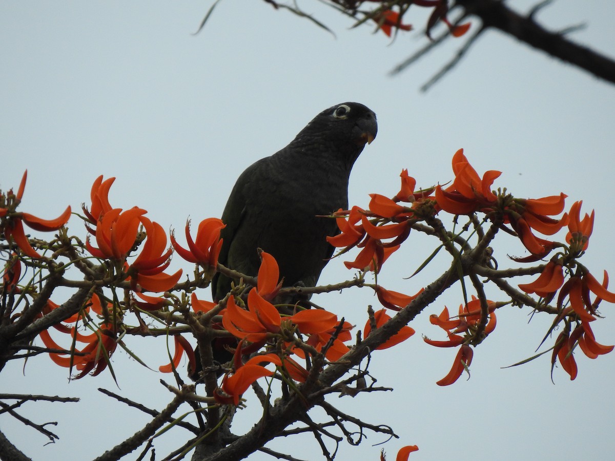 Scaly-headed Parrot - ML642529191