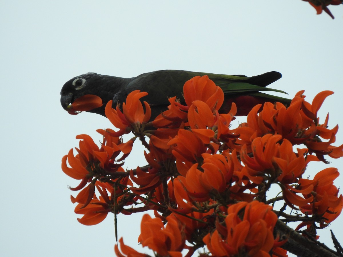 Scaly-headed Parrot - ML642529192