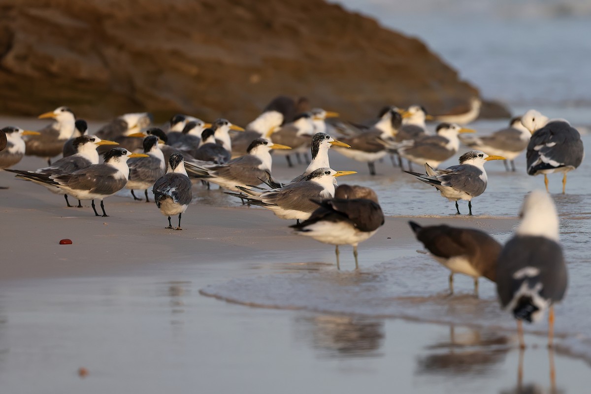 hinduterne - ML642529197