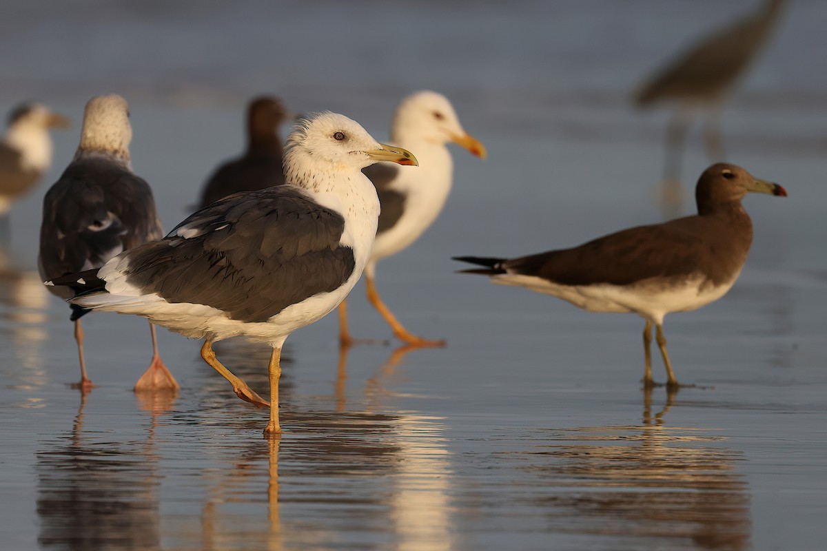 sildemåke - ML642529202