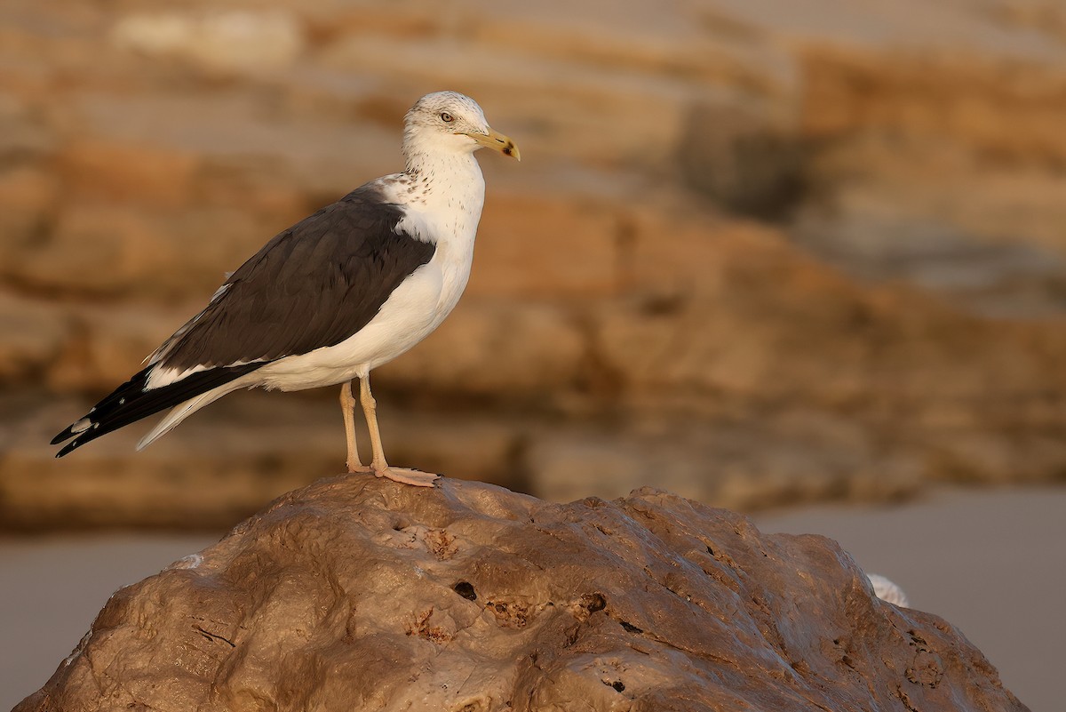 sildemåke - ML642529203