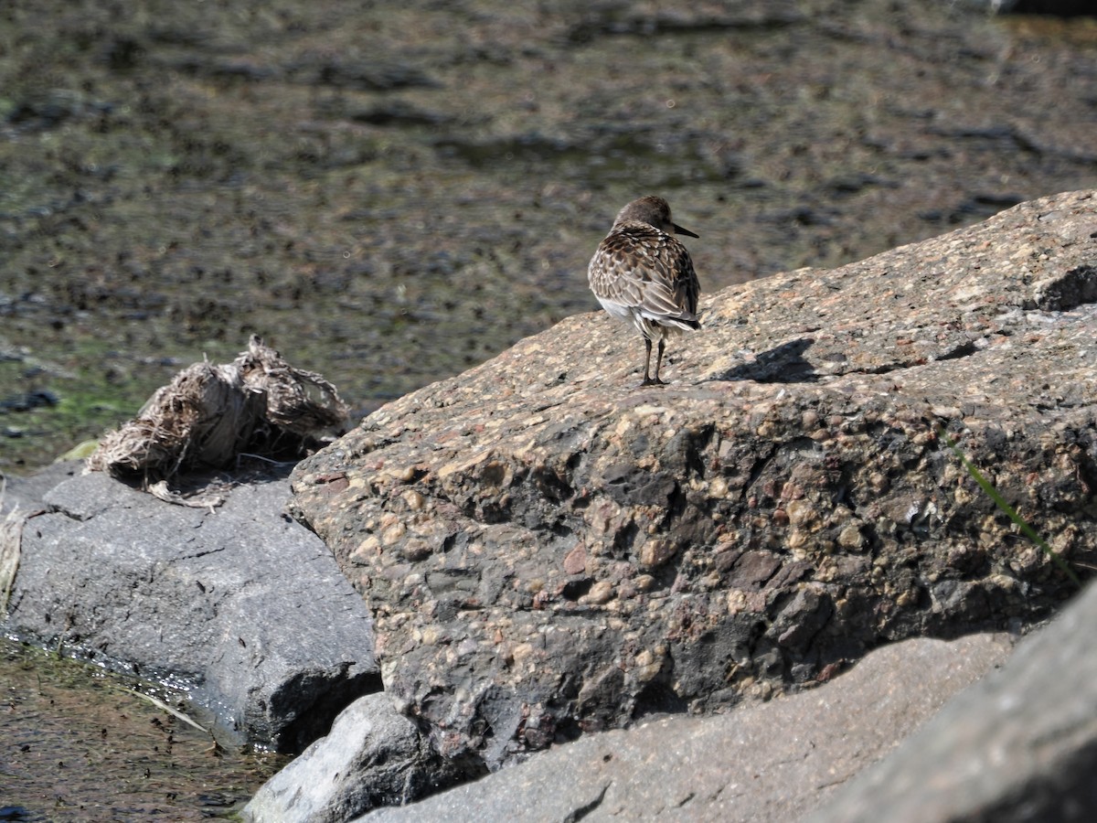 Semipalmated Sandpiper - ML642529219