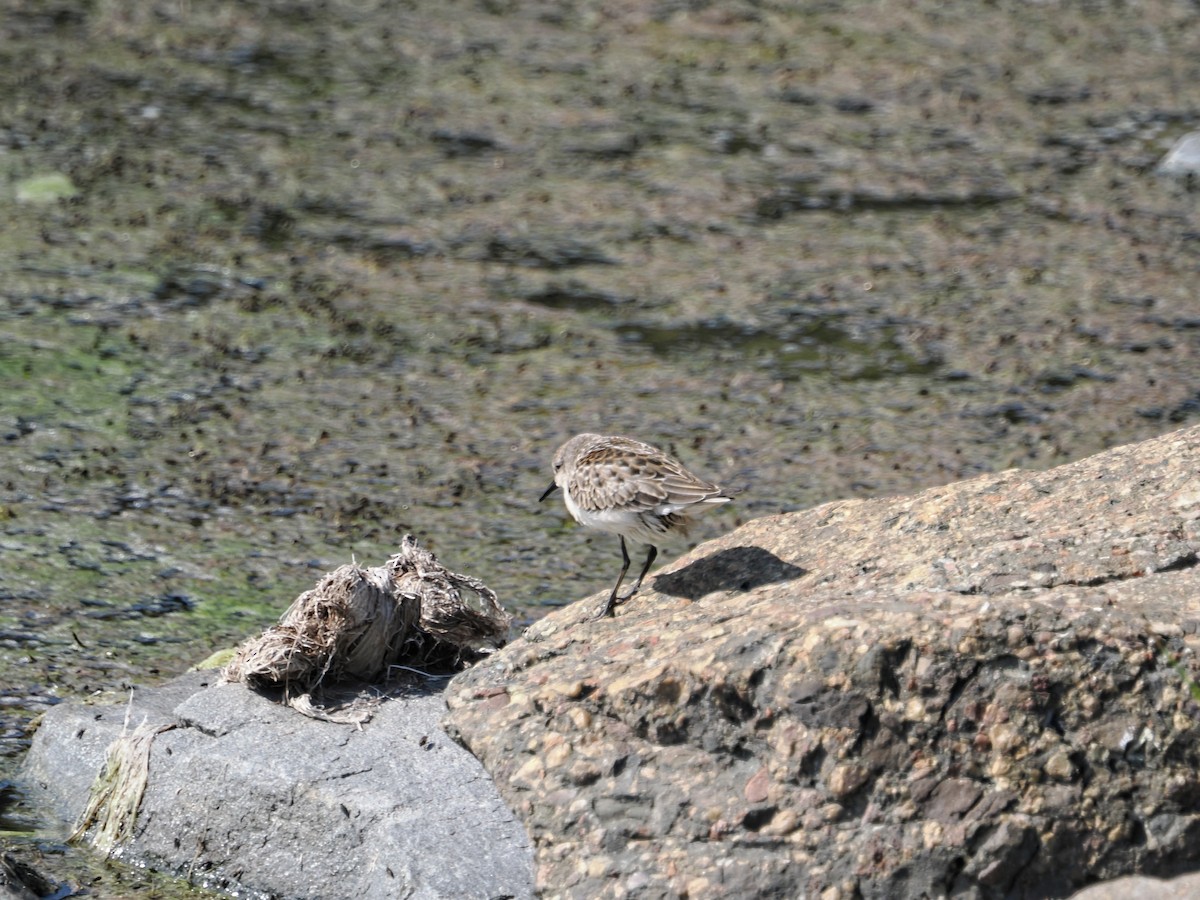 Semipalmated Sandpiper - ML642529220