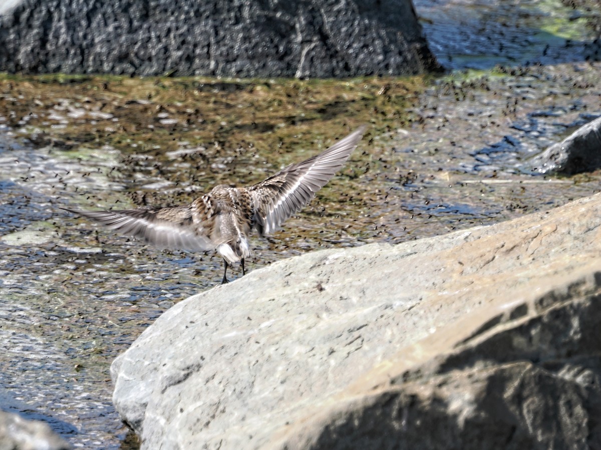 Semipalmated Sandpiper - ML642529221