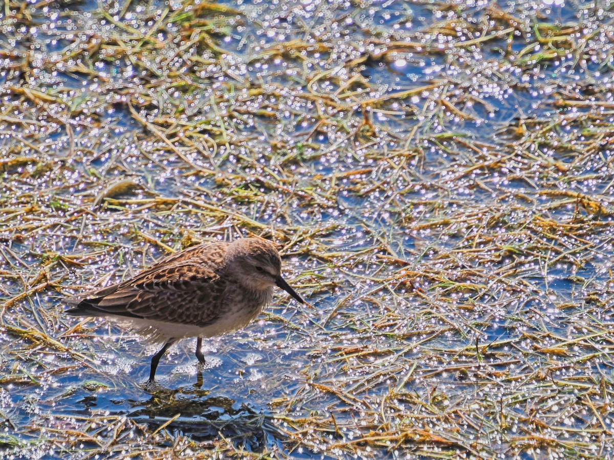 Semipalmated Sandpiper - ML642529222