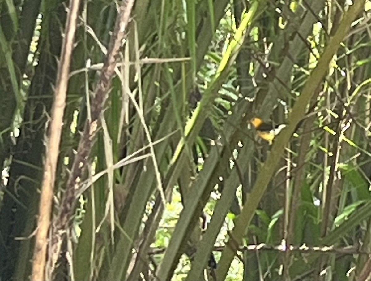 lesňáček zlatý - ML642529226