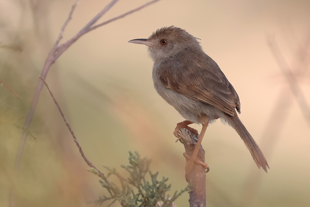 sokotragressanger - ML642529250