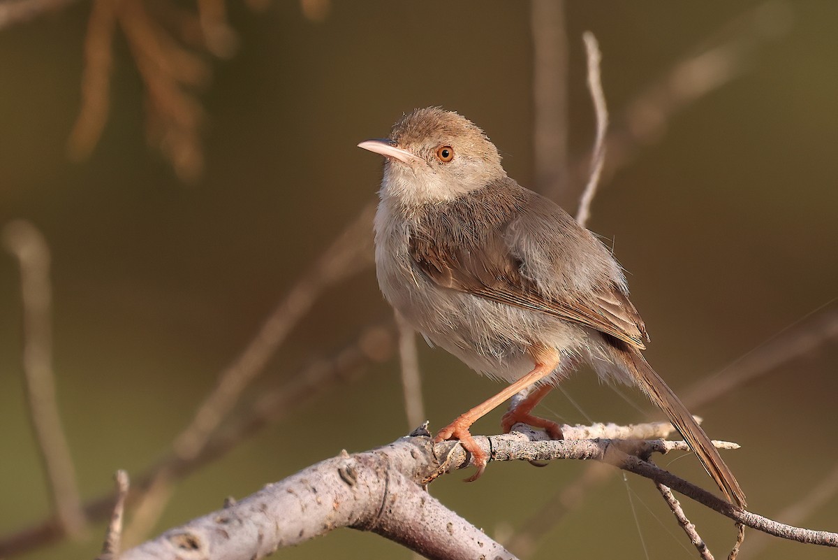 sokotragressanger - ML642529251