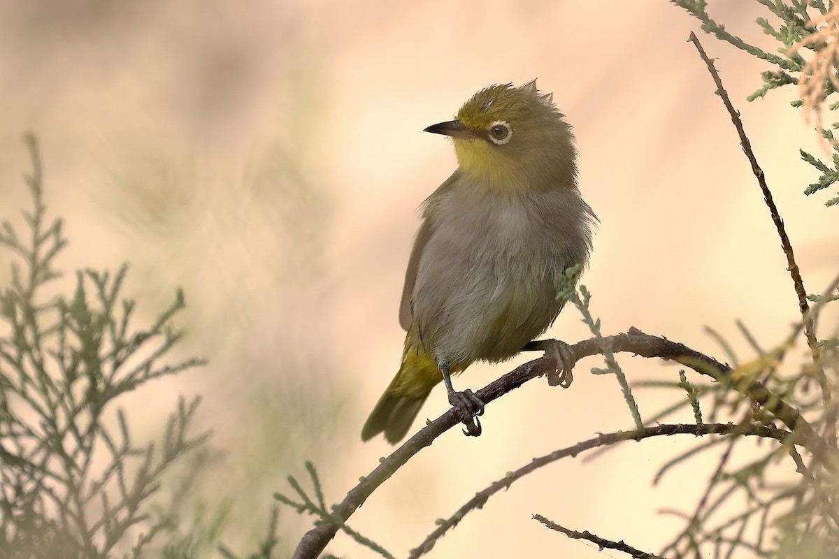 Socotra White-eye - ML642529259