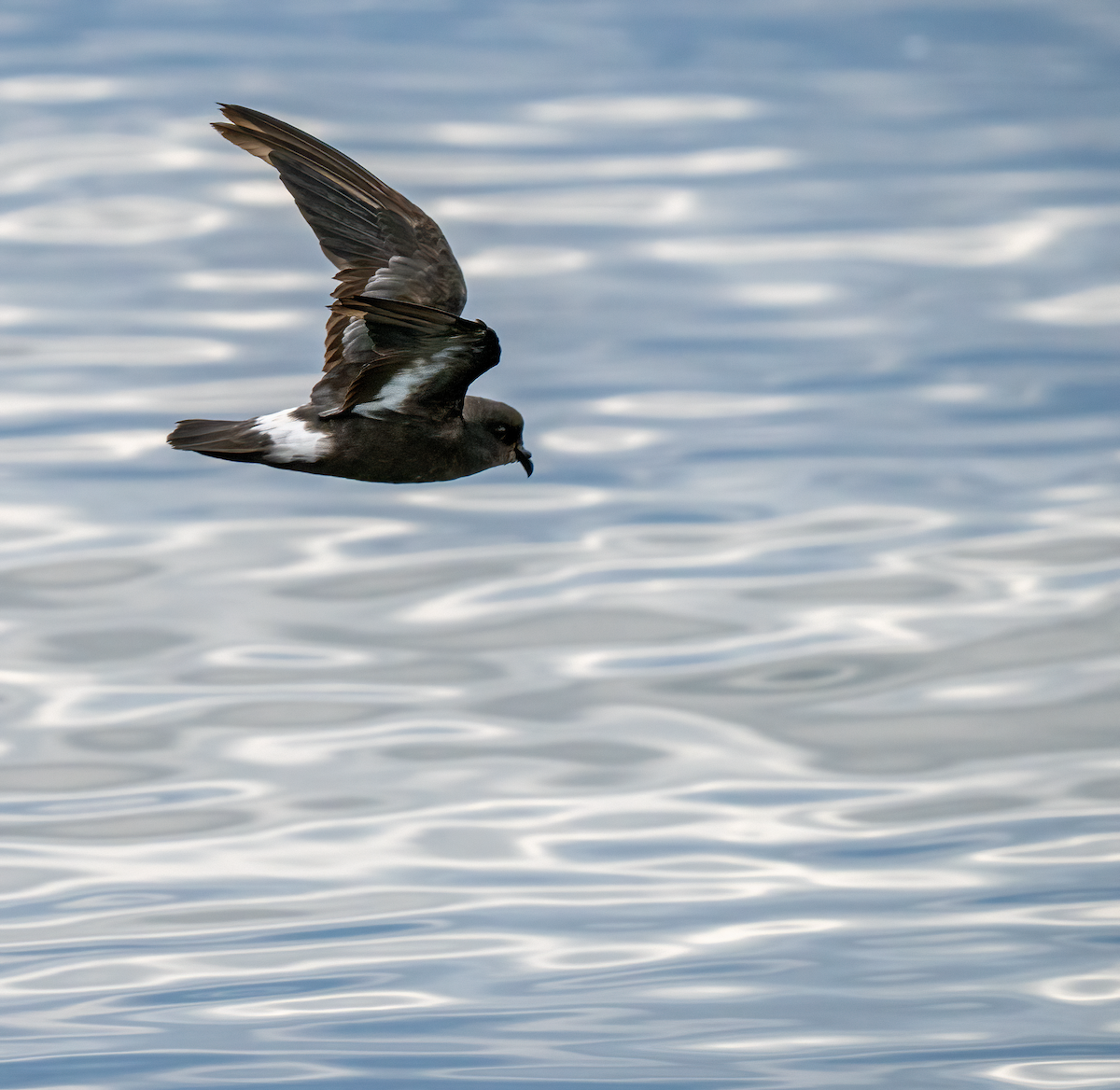 European Storm-Petrel (Mediterranean) - ML642529263