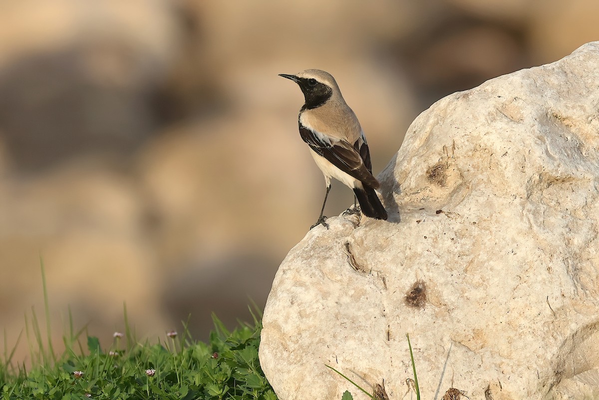 ørkensteinskvett - ML642529267