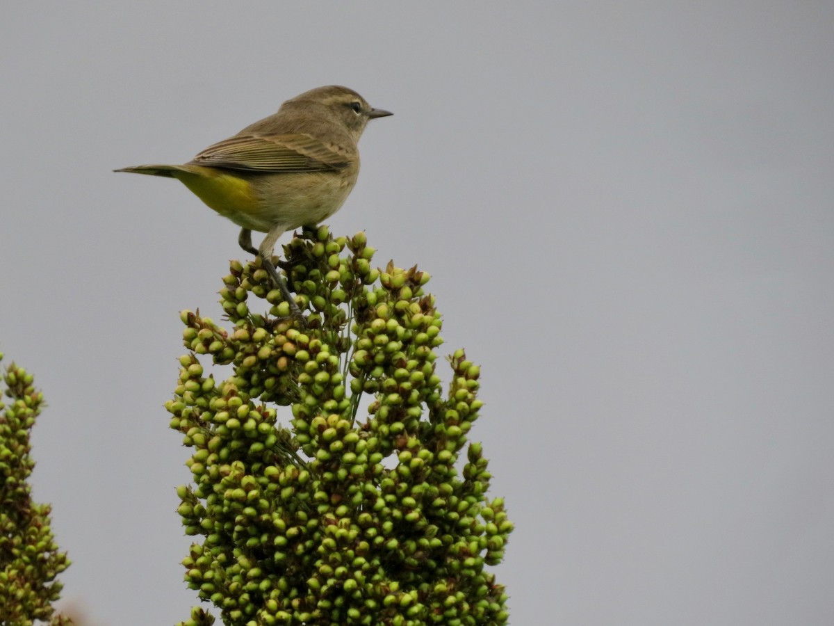 Palm Warbler - ML642529269