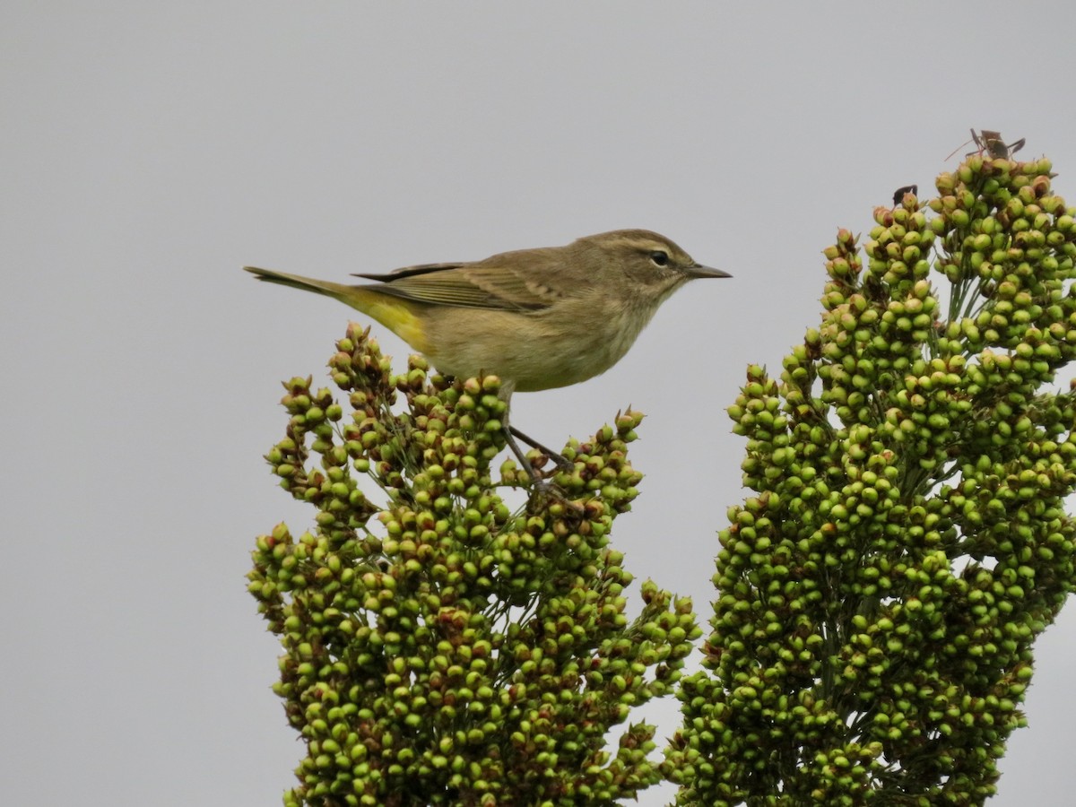Palm Warbler - ML642529270