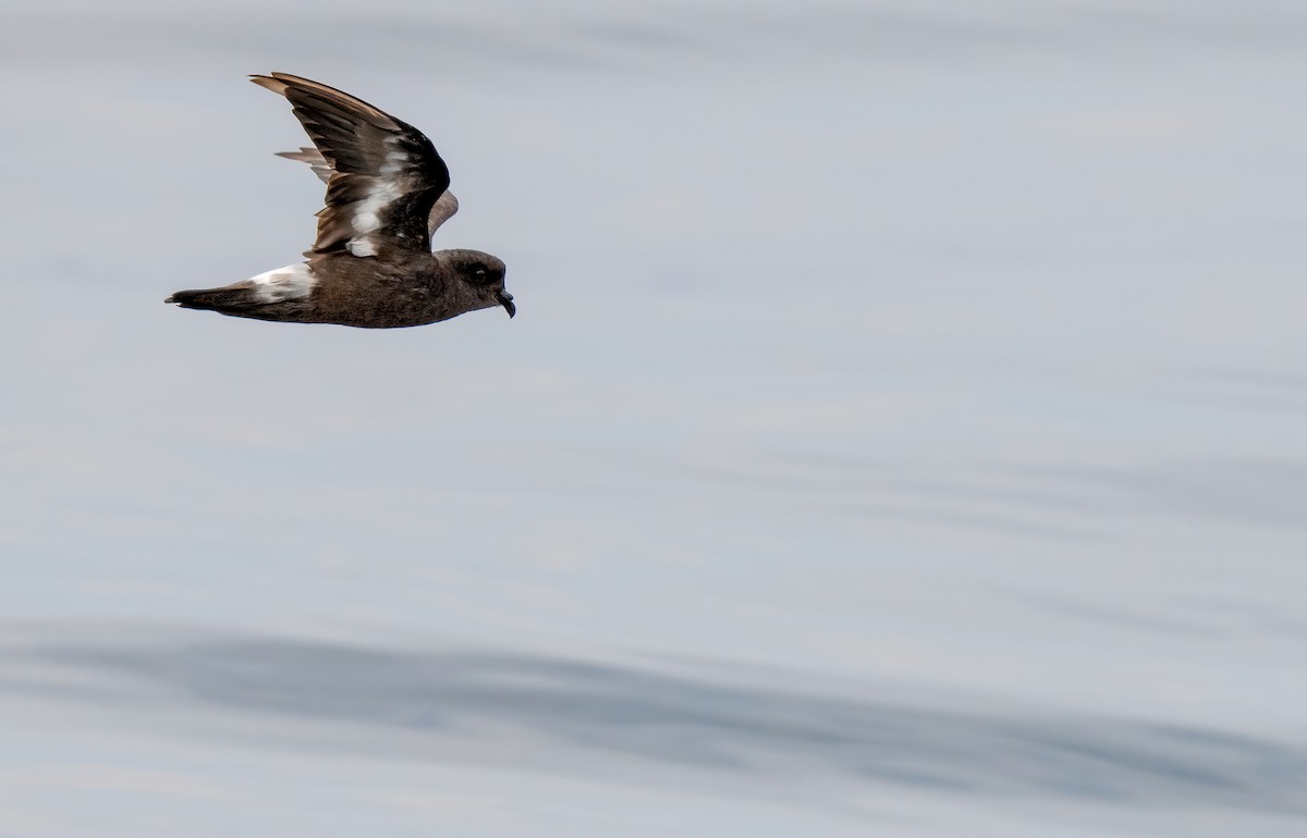 European Storm-Petrel (Mediterranean) - ML642529276