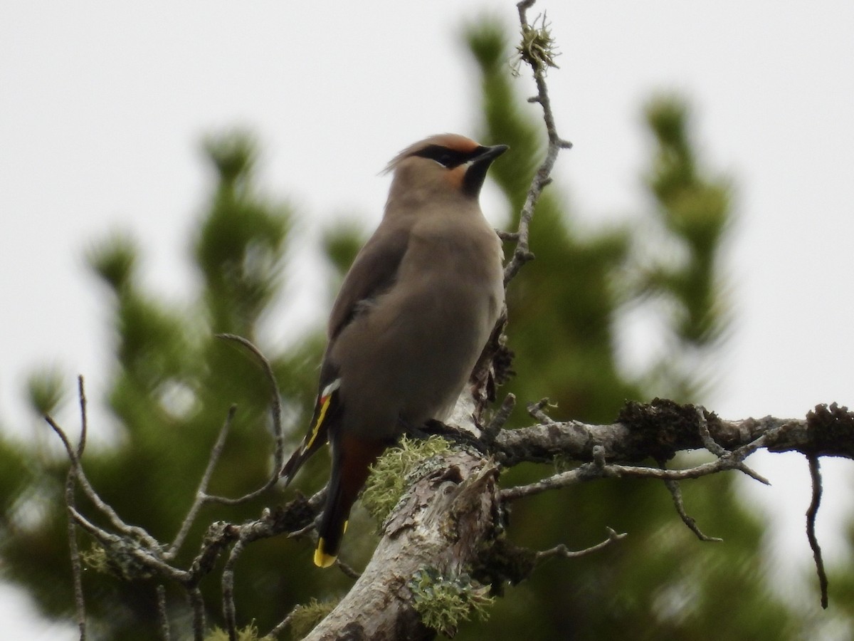 Bohemian Waxwing - ML642529284