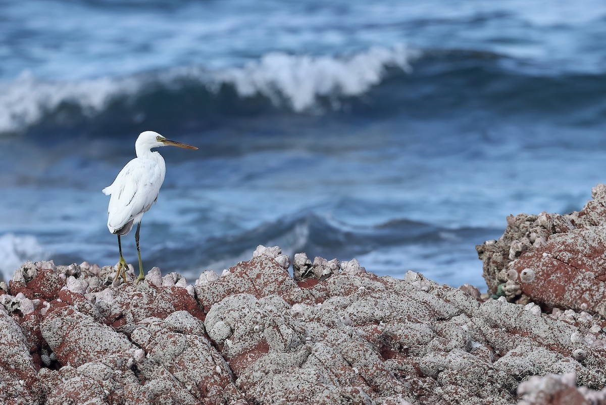 strandhegre - ML642529285