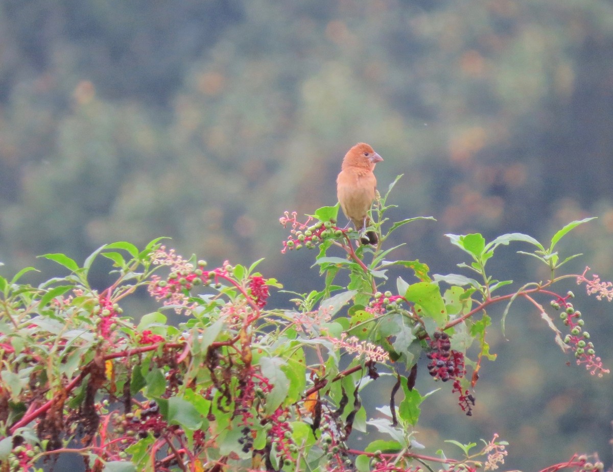 Blue Grosbeak - ML642529287