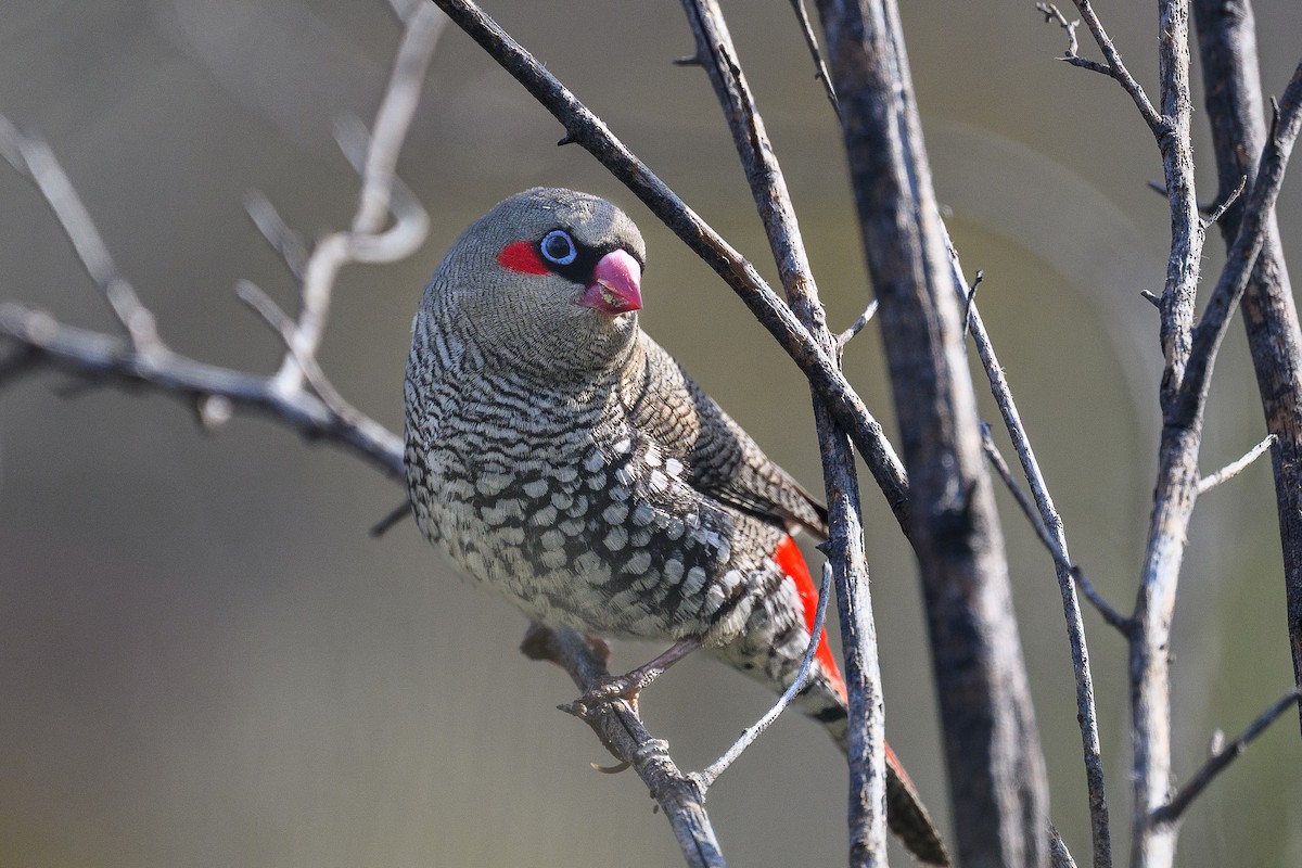 Red-eared Firetail - ML642529290