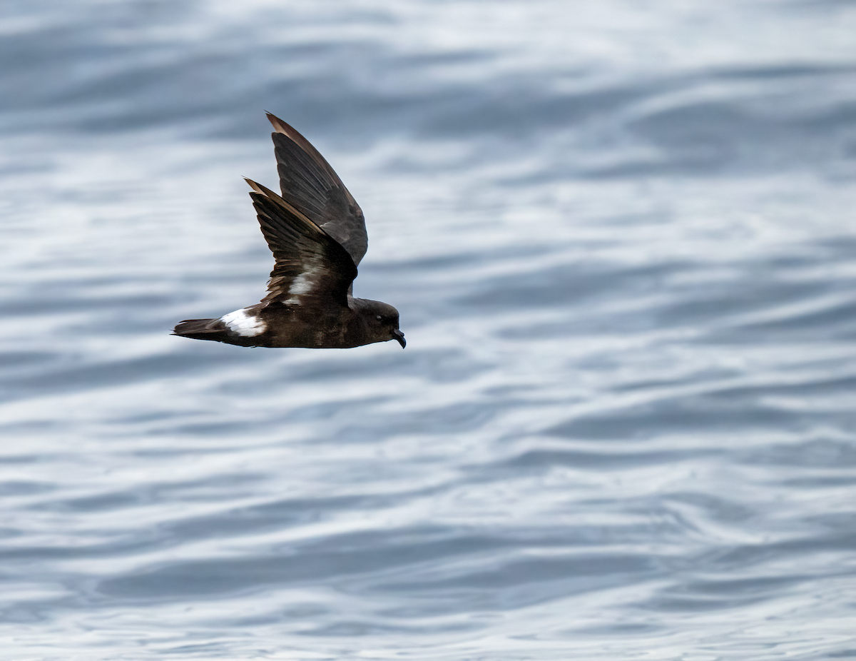 European Storm-Petrel (Mediterranean) - ML642529293