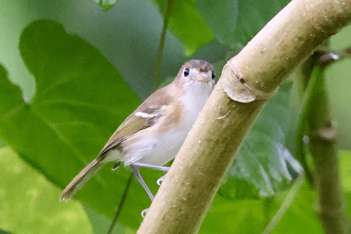 Cozumel Vireo - ML642529296