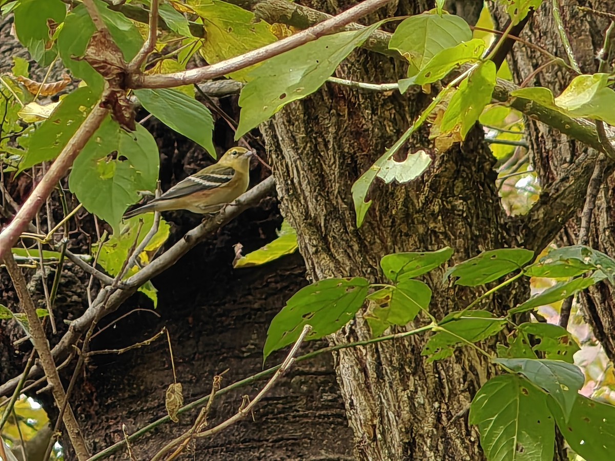 Bay-breasted Warbler - ML642529297