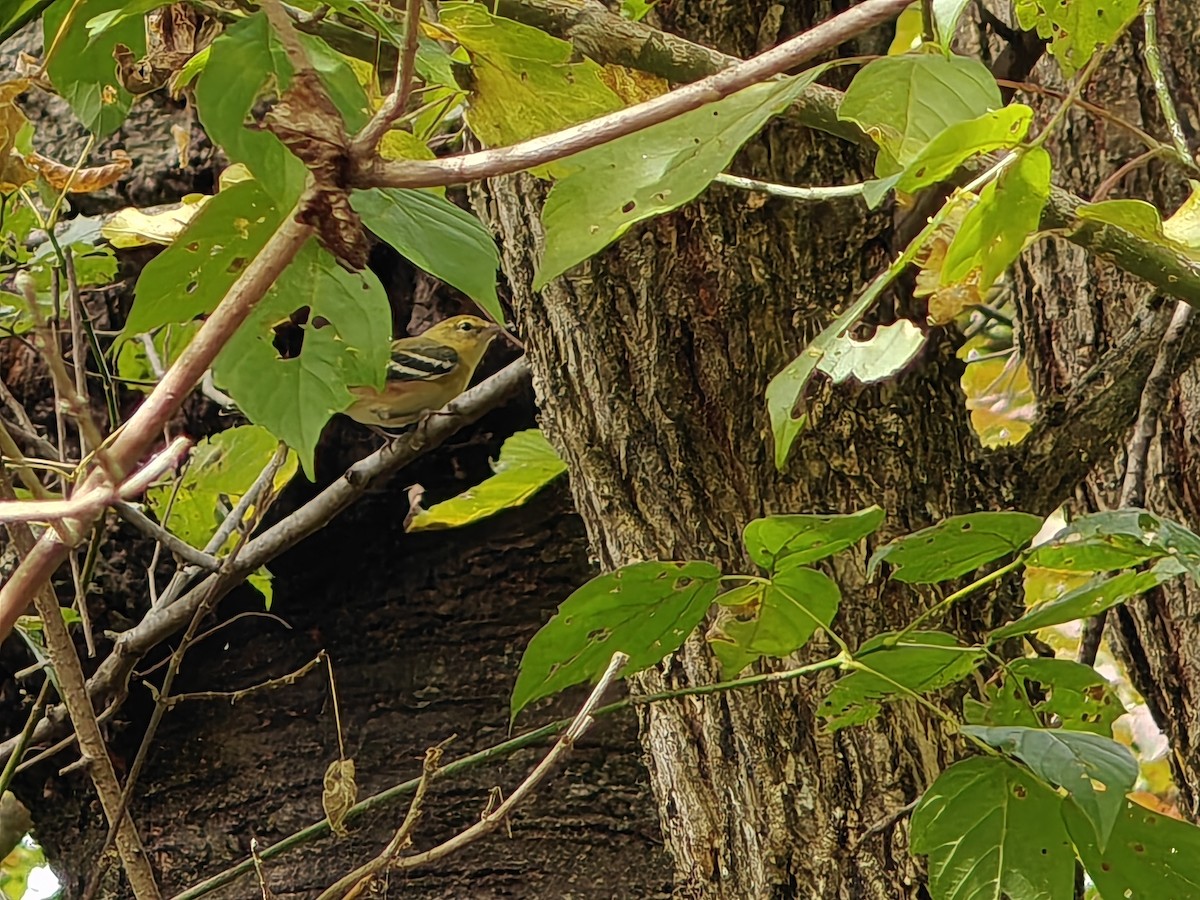 Bay-breasted Warbler - ML642529298