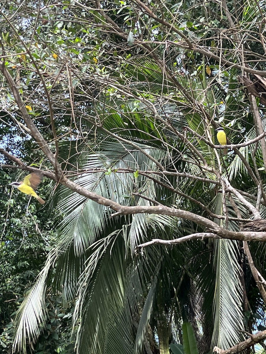 Great Kiskadee - ML642529306