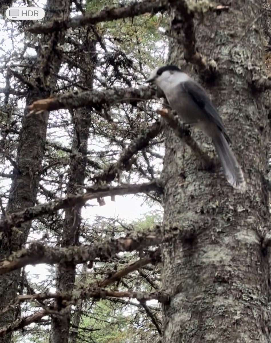 Canada Jay - ML642529309