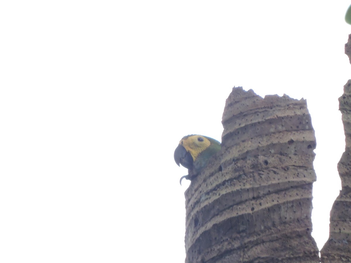 Red-bellied Macaw - ML642529318